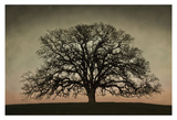 Majestic Oak