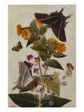 Buy Study of Mirabilis and Origanum Dictamnus with Swallowtail and Ringlet Butterflies at AllPosters.com