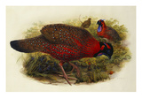 Satyr Tragopan (Ceriornis Satyra) Henry Constantine Richter (1821-1902)