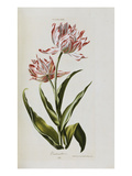 Buy Tulip, from 'Hortus Nitidissimis Omnem Per Annum Superbiens Floribus' at AllPosters.com