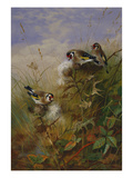 Buy Goldfinches on Thistles at AllPosters.com