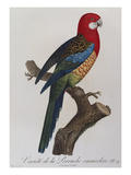 Eastern Rosella (Platycercus Eximius) from 'Histoire Naturelle Des Perroquets, Variete De La…