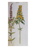 Buy Loosestrife, Lythrum Salicaria and Lysi Machia Punctata. from 'Camerarius Florilegium' at AllPosters.com