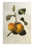The Kerry Pippin, from 'Pomona Londinensis'