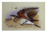 Buy A Common Pratincole at AllPosters.com
