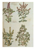 Four Kinds of Basil. from 