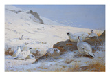 Ptarmigan