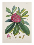 Buy Rhododendron Barbatum, from 'The Rhododendrons of Sikkim-Himalaya' at AllPosters.com