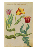 Buy Tulips. from 'Camerarius Florilegium' at AllPosters.com