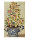 Buy Amaranthus Tricolor, Papagey Federlen in a Blue and White Pot. from 'Camerarius Florilegium' at AllPosters.com
