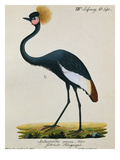 A Crowned Crane