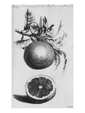 Buy Gardens, Fruits, Flowers and Designs for Mazes and Parterres; De Koninglycke Hovnier Aanwzende De... at AllPosters.com