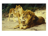 Lion and Lioness-Lowenparr