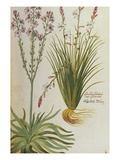 Buy Asphodel. from 'Camerarius Florilegium' at AllPosters.com