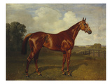 Prince Hatzfeldt's Chestnut Gelding 'Ascetic's Silver' in a Paddock Giclee Print