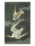 Lesser Tern. Little Tern (Sterna Albifrons), from 'The Birds of America'