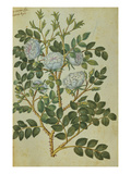 Buy Double White Rose. from 'Camerarius Florilegium' at AllPosters.com