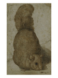 A Squirrel