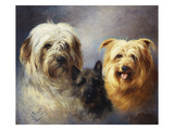 Buy A Tibetan, a Cairn and a Silky Terrier at AllPosters.com