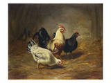 Poultry Feeding