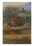 Red Grouse at the Water's Edge
