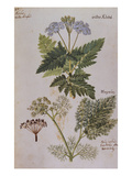 Buy Sweet Cicily, Myrrhis Odorata, Above Baldmoney Plant; Meum Athamanticum. from 'Camerarius... at AllPosters.com
