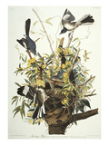 Mocking Bird. Northern Mockingbird (Mimus Polyglottos), Plate Xxi, from 'The Birds of America'