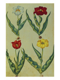 Buy Tulips with Bulbs and Roots. from 'Camerarius Florilegium' at AllPosters.com
