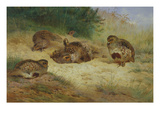 Partridges Basking