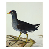 A Moorhen