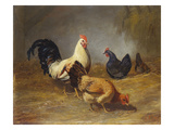 Poultry Feeding