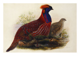 Temminck's Tragopan (Ceriornis Temminckii)