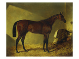Buy The Race Horse 'Merry Monarch' in a Stall at AllPosters.com