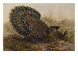 Malayan Peacock Pheasant (Polyplectron Bicalcaratum)