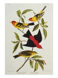 Louisiana & Scarlet Tanager (Tanagra Ludoviciana & Rubra), Plate CCCLIV, from'The Birds of America'