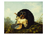 A Cocker Spaniel with a Woodcock
