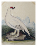 A Ptarmigan