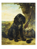 A Flat-Coated Retriever by a Tree