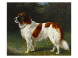 A St. Bernard on the Edge of a Wood