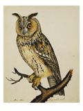 A Long-Eared Owl (Strix Otus)