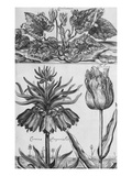 Buy Cyclamen: Gardens, Fruits, Flowers and Designs for Mazes and Parterres; De Koninglycke Hovnier... at AllPosters.com
