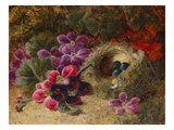 A Bird's Nest and Geraniums