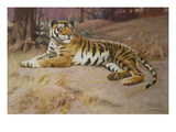 The Tiger