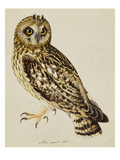 A Short-Eared Owl