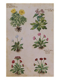 Buy Ranunculus and Daisies. from 'Camerarius Florilegium' at AllPosters.com