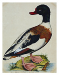 A Sheldrake