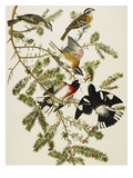 Rose-Breasted Grosbeak (Pheuticus Ludovicianus), Plate Cxxvii, from 'The Birds of America'