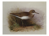 A Common Sandpiper