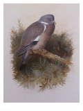 Buy A Wood Pigeon or Ring Dove at AllPosters.com