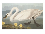Common American Swan